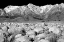 Picture of INDEPENDENCE MORNING BW