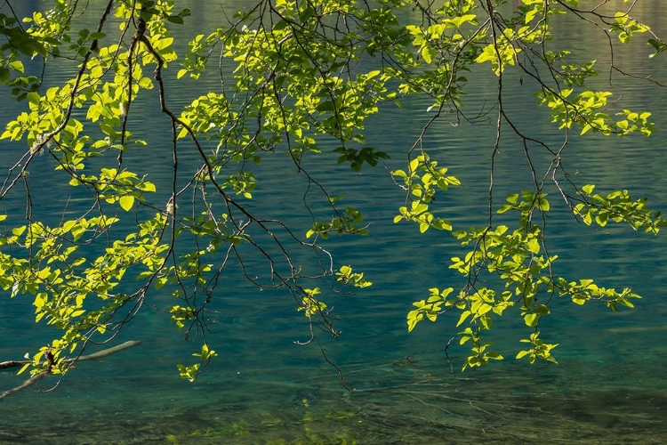 Picture of OVERHANGING ALDER TREES II