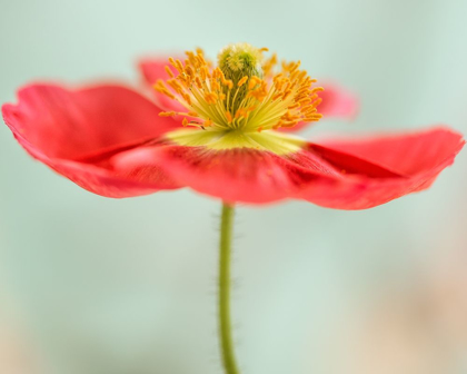 Picture of PINK POPPY 1