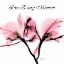 Picture of MOMENT ORCHID