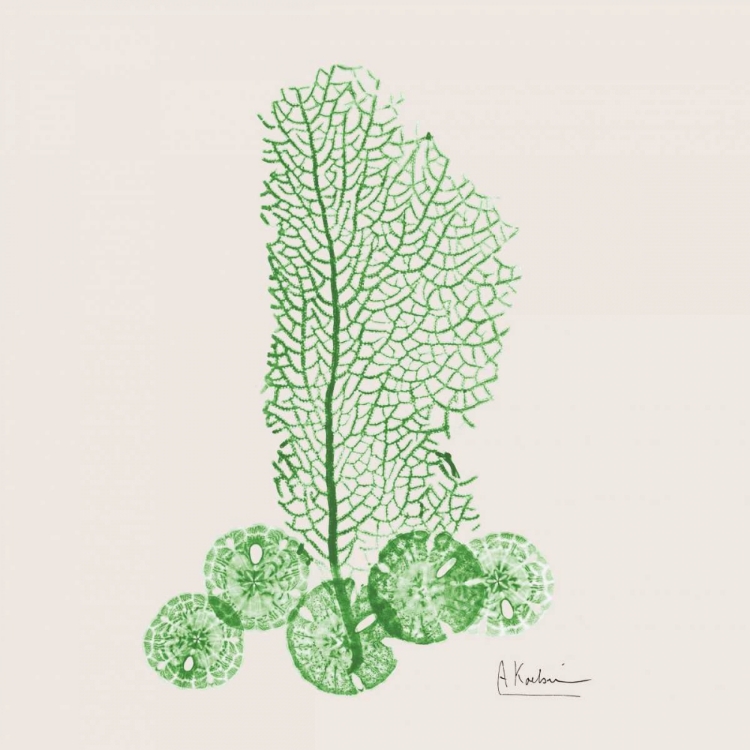 Picture of EMERALD SEA FAN AND SAND DOLLAR