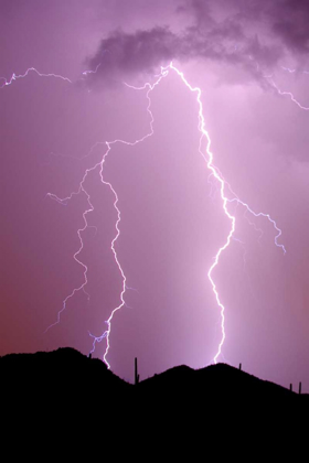 Picture of SUMMER LIGHTNING