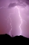 Picture of SUMMER LIGHTNING