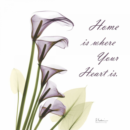 Picture of CALLA LILIES HOME