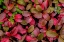 Picture of ALPINE BEARBERRY II