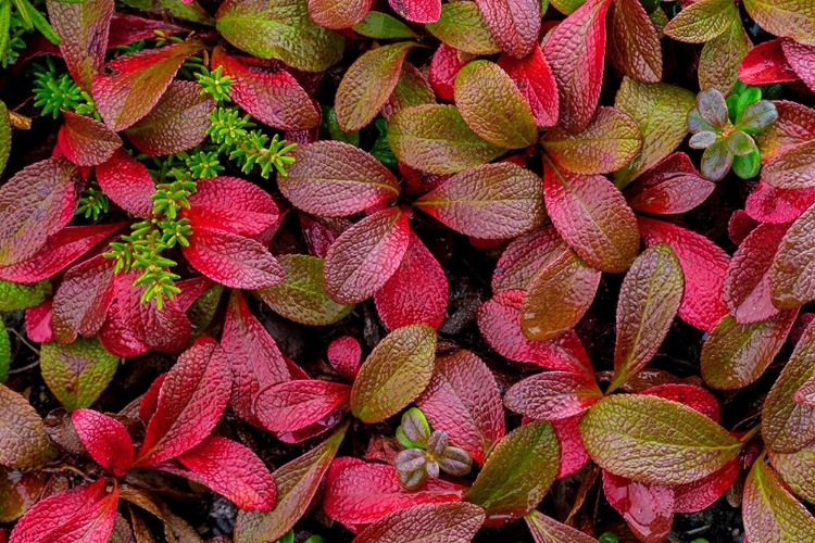 Picture of ALPINE BEARBERRY II