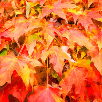 Picture of AUTUMN LEAVES II
