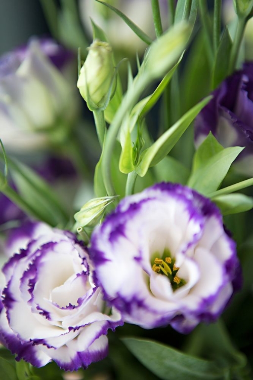 Picture of PURPLE TIPPED FLORAL I