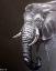 Picture of ELEPHANT GROUNDS 1
