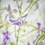 Picture of GENTLE DANCE 3