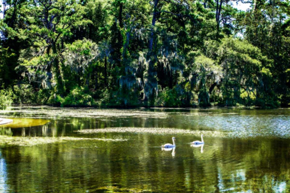 Picture of SWANS I