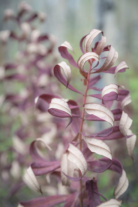 Picture of FIREWEED IN FALL II