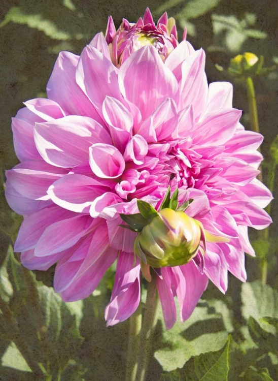 Picture of GARDEN DAHLIAS VI