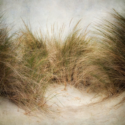 Picture of BEACH GRASSES 1