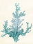 Picture of BLUE BEACH MATE
