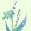 Picture of BRILLIANT BLOOM