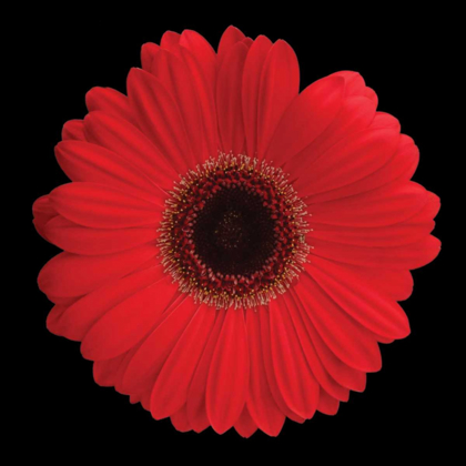 Picture of GERBERA DAISY RED