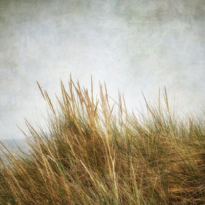 Picture of BEACH GRASSES 3