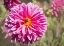 Picture of GARDEN DAHLIAS IV