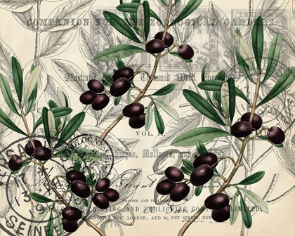 Picture of OLIVE BRANCHES