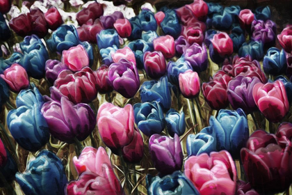 Picture of COLORFUL TULIPS