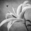 Picture of BLACK AND WHITE LILY 4