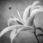 Picture of BLACK AND WHITE LILY 4