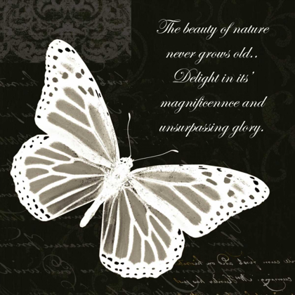Picture of BEAUTY BUTTERFLY