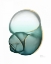 Picture of SHIMMERING SNAIL 1