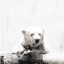 Picture of POLAR LOOKS WHITE