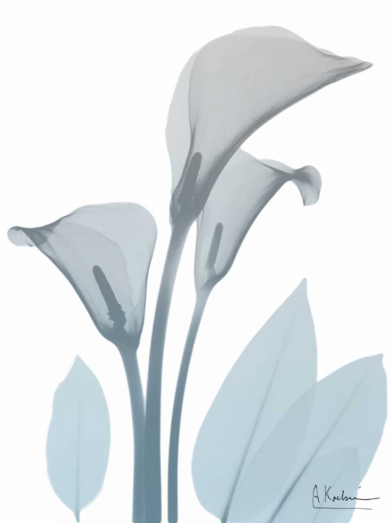 Picture of SERENE CALLA LILY