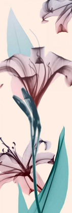 Picture of SPRING LILY