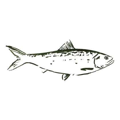 Picture of SIMPLE SKETCHED FISH