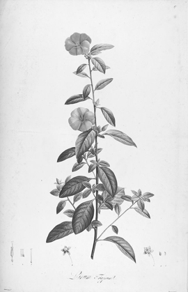 Picture of BOTANICAL ECLIPSE 3