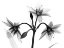 Picture of SADENED TRIO
