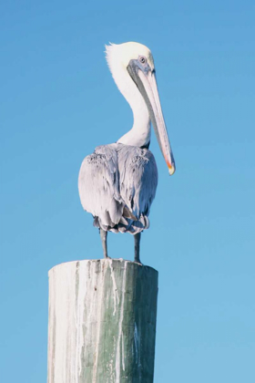 Picture of PELICAN PERCHED I