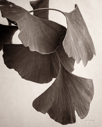 Picture of GINGKO SEPIA