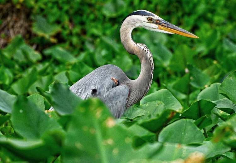 Picture of ON THE LOOKOUT