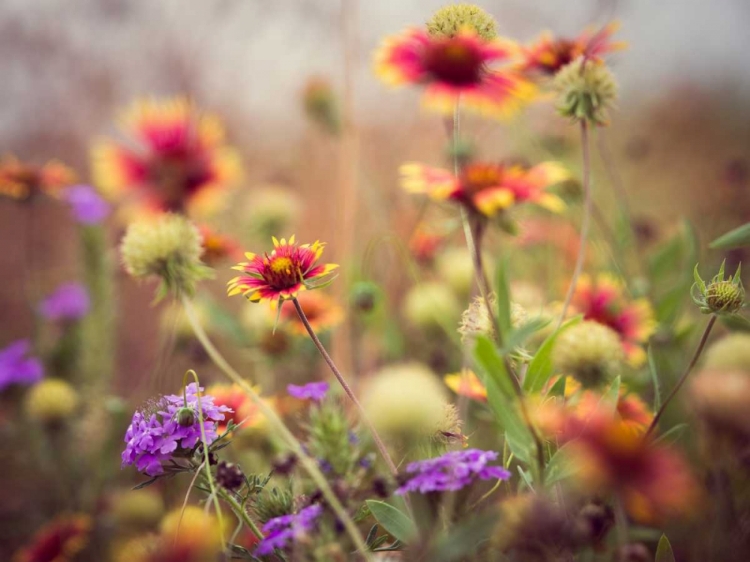 Picture of WILD BLOOMS I