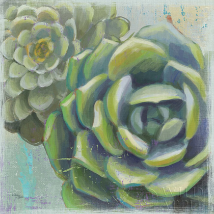 Picture of SUCCULENTS II