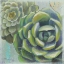 Picture of SUCCULENTS II