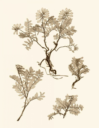 Picture of SEPIA NATURE STUDY II