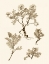 Picture of SEPIA NATURE STUDY II