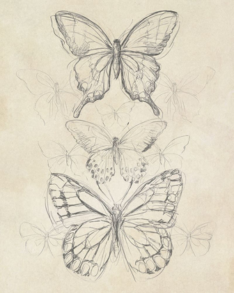 Picture of VINTAGE BUTTERFLY SKETCH II