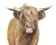 Picture of HIGHLAND CATTLE I