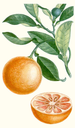 Picture of TURPIN FRUIT II