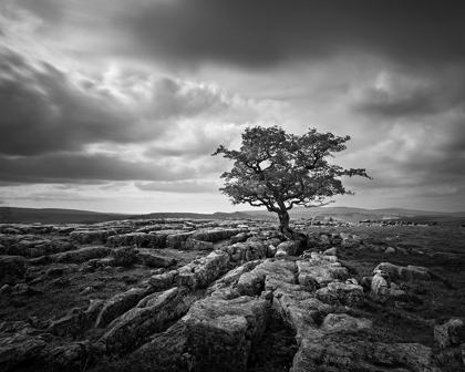 Picture of PAVEMENT AND TREE I