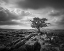 Picture of PAVEMENT AND TREE I