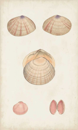 Picture of ANTIQUARIAN SHELL STUDY V