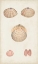 Picture of ANTIQUARIAN SHELL STUDY V